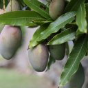 Ripening mangos, St. Martin Caribbean