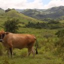 fiji-cow-countryside