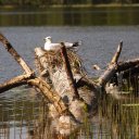 helsinki-nuuksio-3