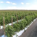 florida-bradenton-tampa-bay-sarasota-4