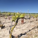 champagne-france-15