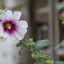 lyon-france-villages-25