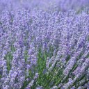 viking-river-cruise-provence-19