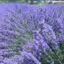 viking-river-cruise-provence-25