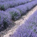 viking-river-cruise-provence-4