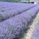 viking-river-cruise-provence-5