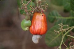 Guinea-Bissau