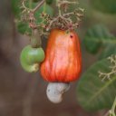 guinea-bissau-cashew-nut