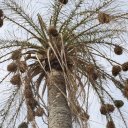 varela-guinea-bissau-west-africa-20