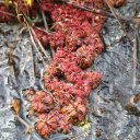 kaieteur-falls-rainforest-guyana-16