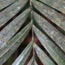 kaieteur-falls-rainforest-guyana-22