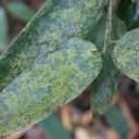 kaieteur-falls-rainforest-guyana-23
