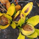 kaieteur-falls-rainforest-guyana-3