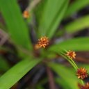 kaieteur-falls-rainforest-guyana-33