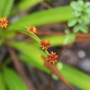 kaieteur-falls-rainforest-guyana-34