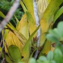 kaieteur-falls-rainforest-guyana-35