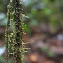 kaieteur-falls-rainforest-guyana-36