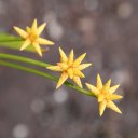 kaieteur-falls-rainforest-guyana-5