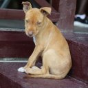 kaieteur-falls-rainforest-guyana-6