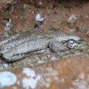 cap-haitian-wildlife-2