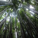 Bamboo Forest near Hana, Maui