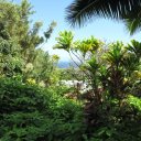View from Jungle covered hillside near Hana