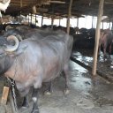 India-Nashik-Mumbai-48