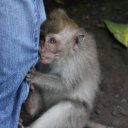 Aggressive-Monkey-Monkey-Forest-Ubud-Bali