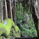 Serene-walkway-Monkey-Forest-Bali