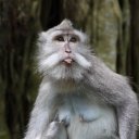 Monkey-posing-and-sticking-tounge-out