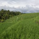 Rice-terracing-Bali