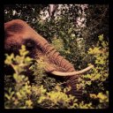 elephant-swaziland