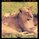 lion-botswana