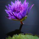 lotus-thailand