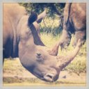 rhino-kruger-national-park
