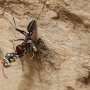 Iraq-Ant