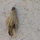 Iraq-Grub-House-Skirt