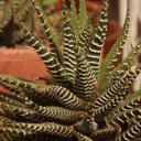 Cactus Cazarza