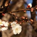 Springtime-in-Japan