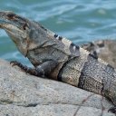 Closeup of big lizard, Costa Rica