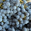 The grape that has made Napa famous, Cabernet Sauvignon