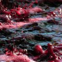Helping a friend make wine in the Napa Valley