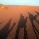 Riding camels through the Sahara desert