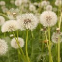 dandelions-sigulda