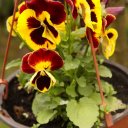 flowers-sigulda-latvia