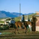 In rural areas, the \'basotho\' ponies are the most reliable form of transportation