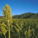 Millet is one of the primary crops grown for food in Lesotho