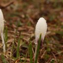 Flowers popping in Malbun