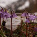 Malbun gorgeous flowers next to snowbank