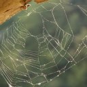 Spiderweb catching the sunlight at the castle in Vianden
